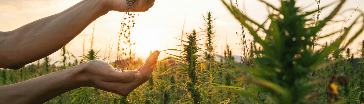 Industrial hemp growing in a field