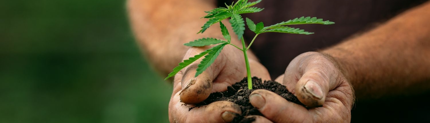 Hands holding a young hemp plant